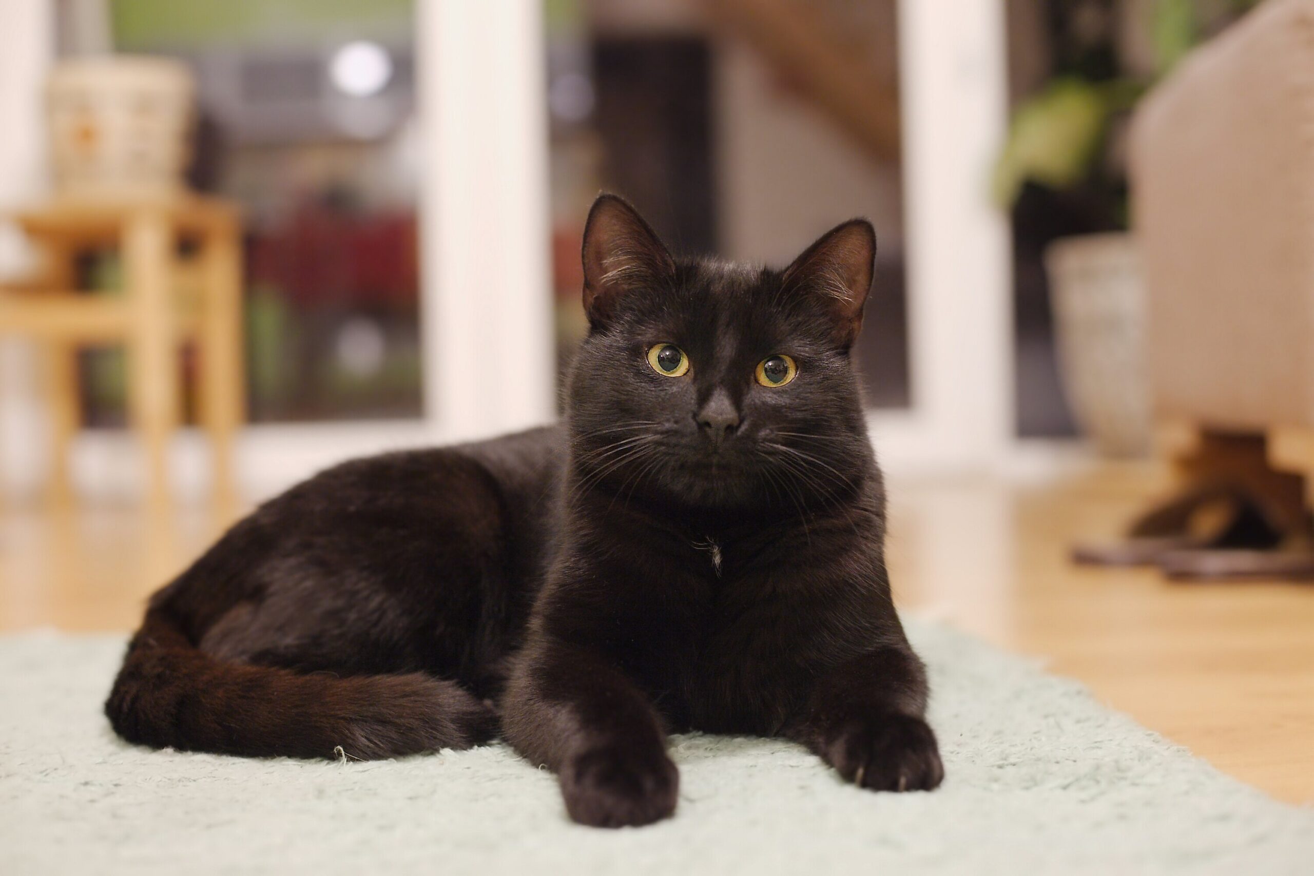 www.petmd.com