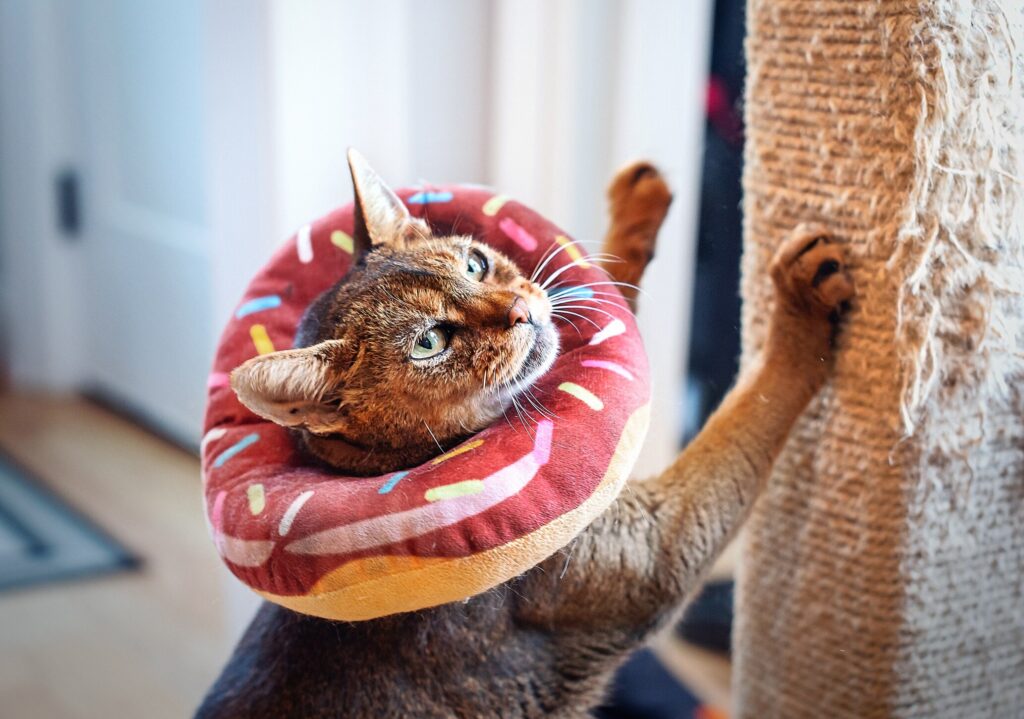 A cat with a recovery cone scratches their scratch post.