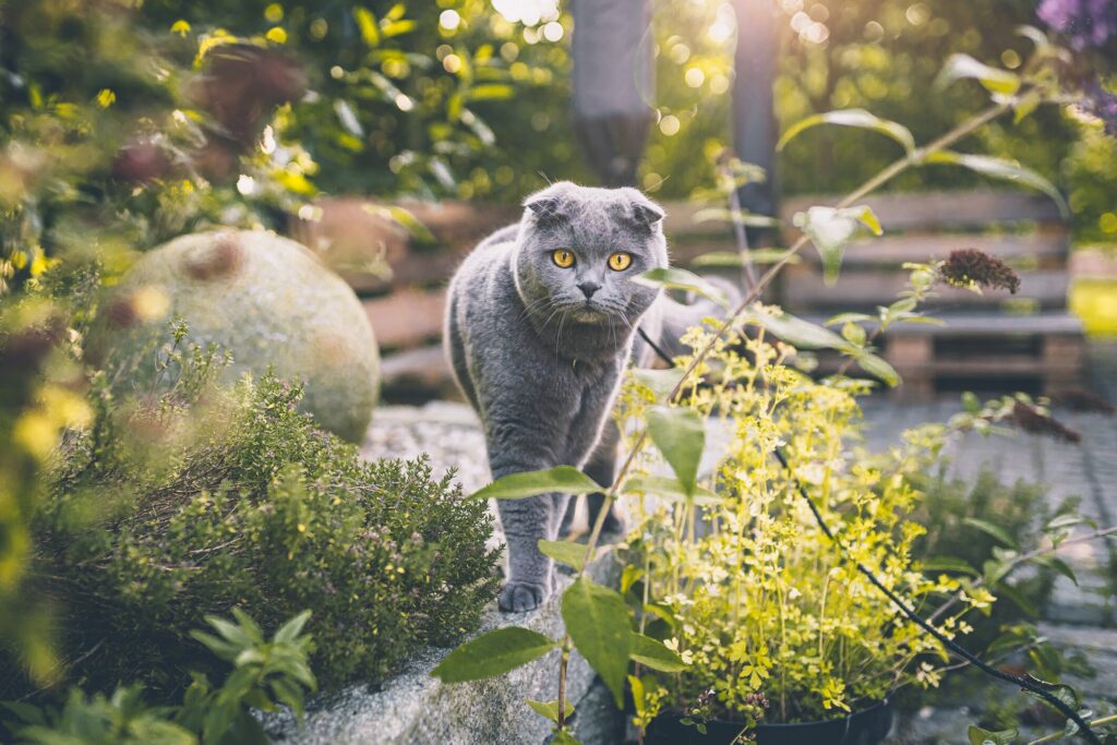 A Scottish Fold cat walks through a garden.