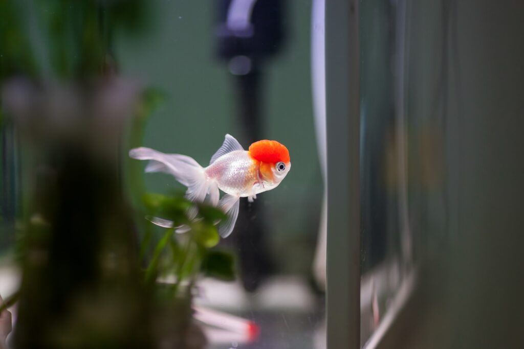 Fish looking out of tank