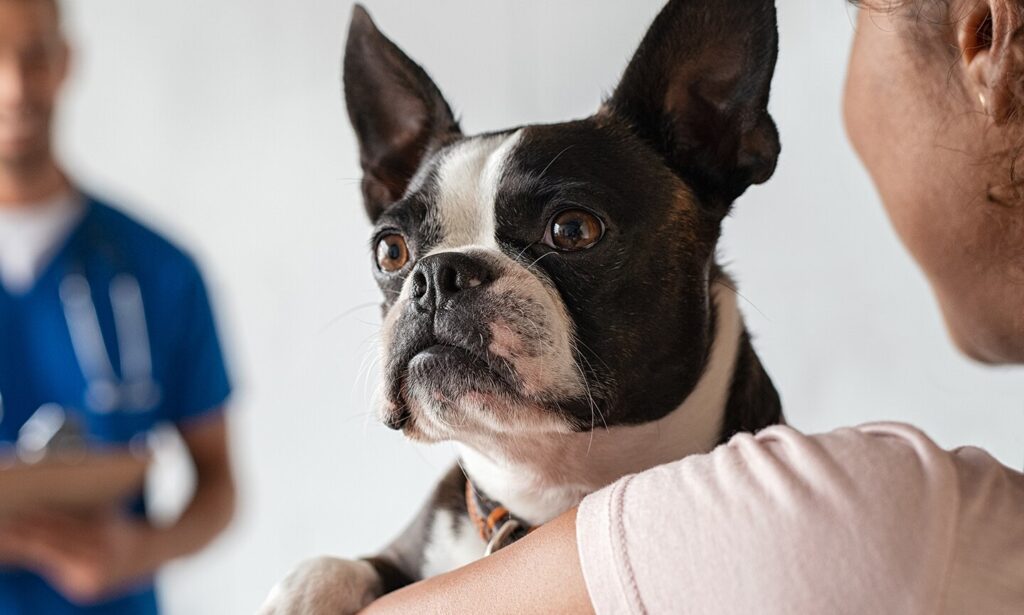 histiocytomas in dogs: boston terrier at the vet