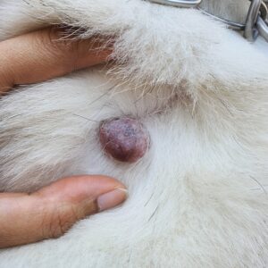 histiocytomas in dogs