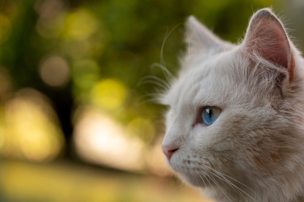A cat with white fur and blue eyes.