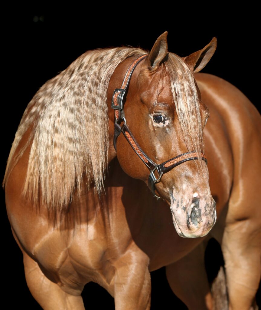 Horse with vitiligo on face