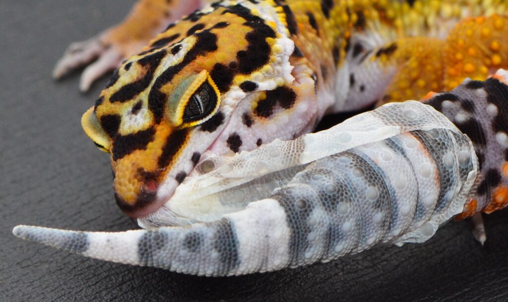 Leopard gecko pulling shedding off tail