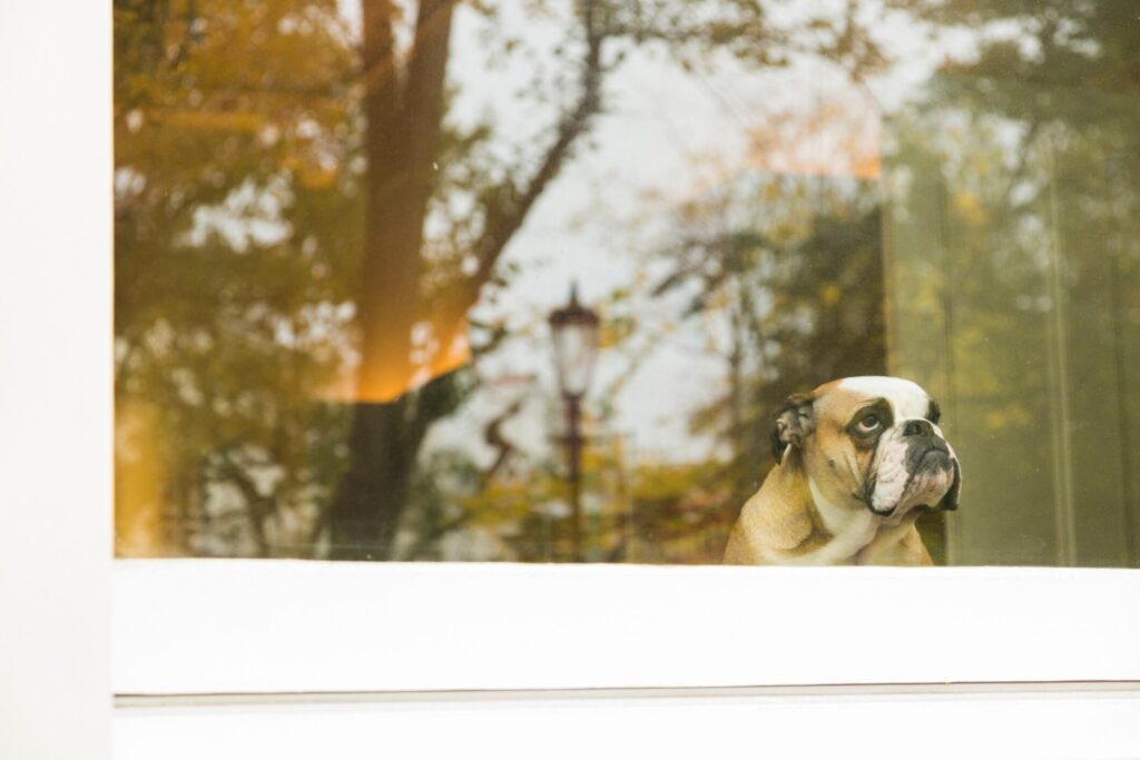 Dog depression: A dog sadly looks out the window.