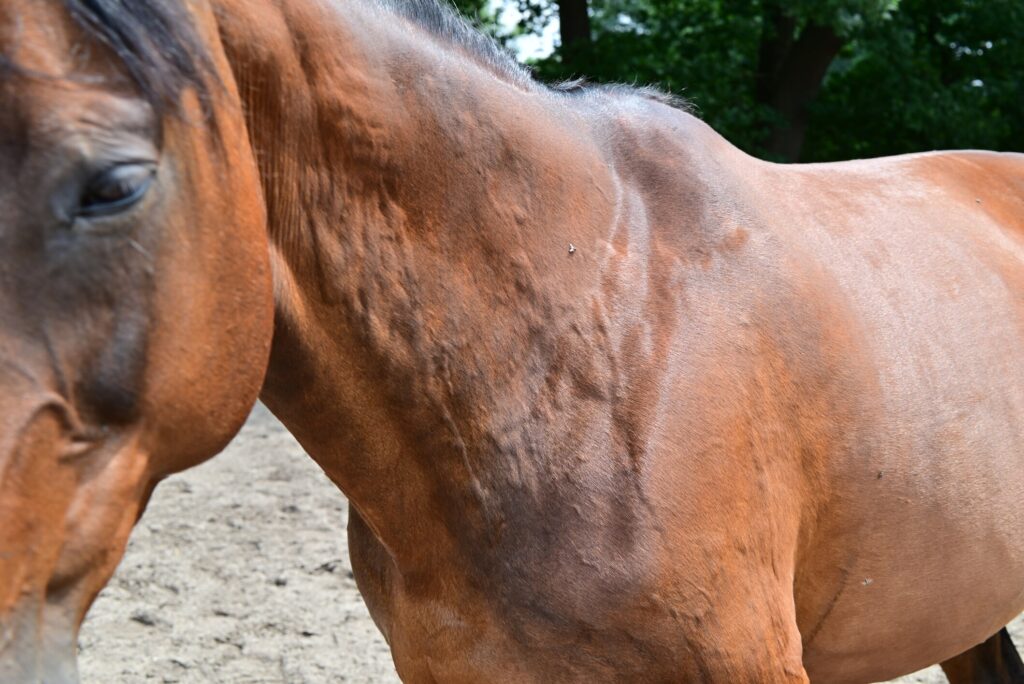 Brown horse with horse suspected hives on neck