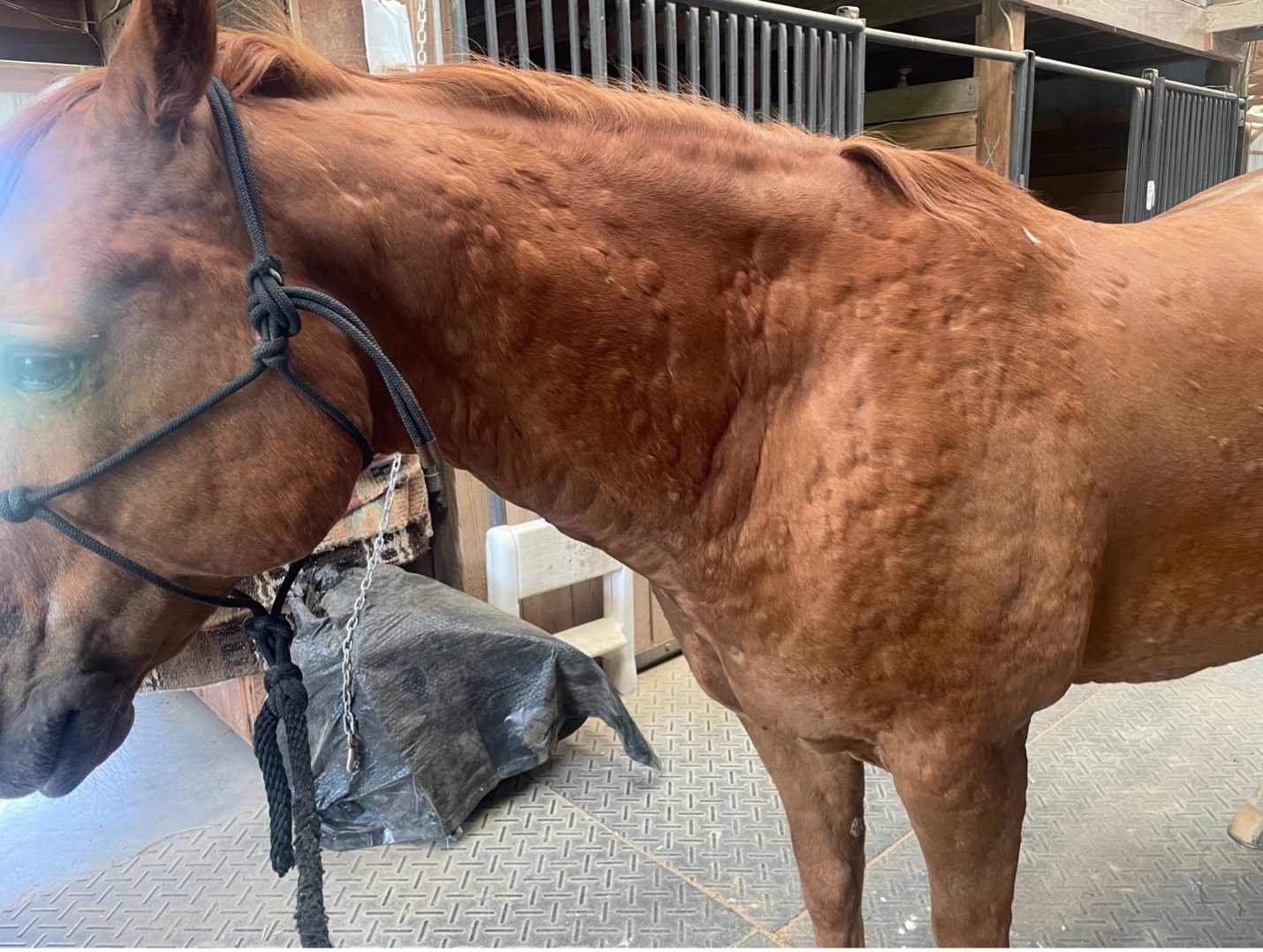 Chestnut horse with hives all over body.
