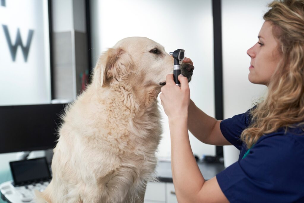 A vet looks at a pup to check for glaucoma in dogs.