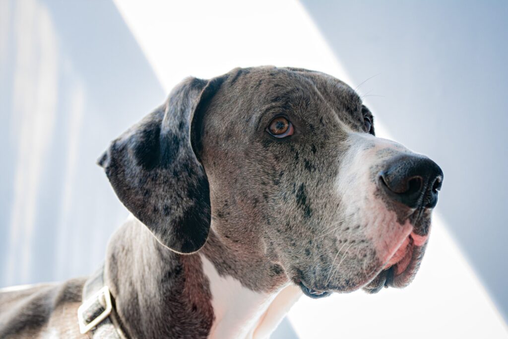 Great Danes are at an increased risk of developing Addison's disease in dogs.