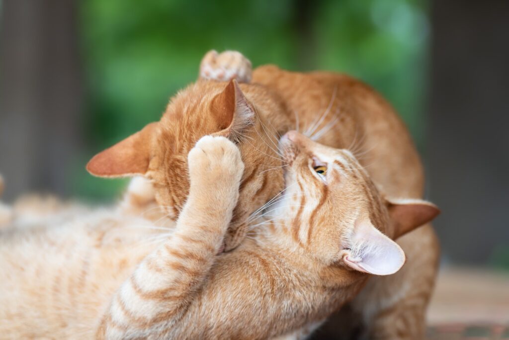 A cat bites another cat, which can lead to catch scratch fever in cats.