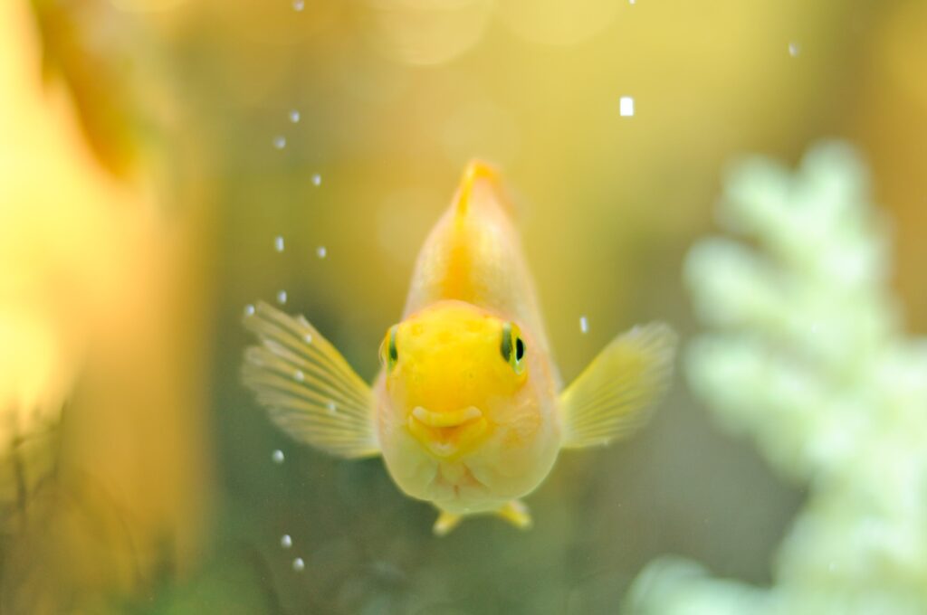 Yellow fish looking out of aquarium
