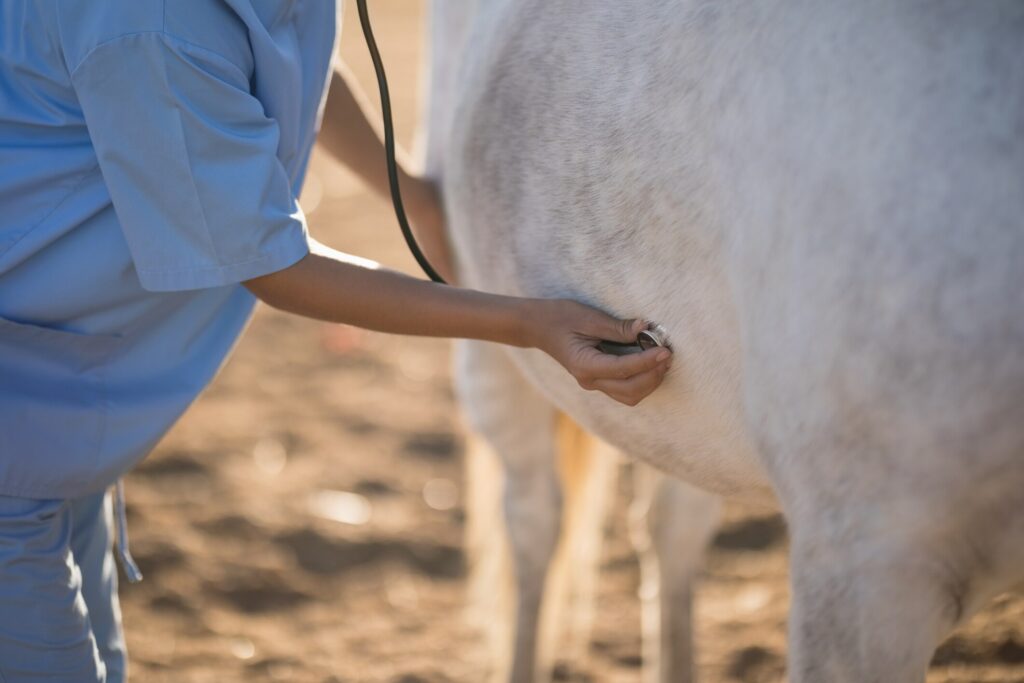 Vet using a stethoscope on a grey horse