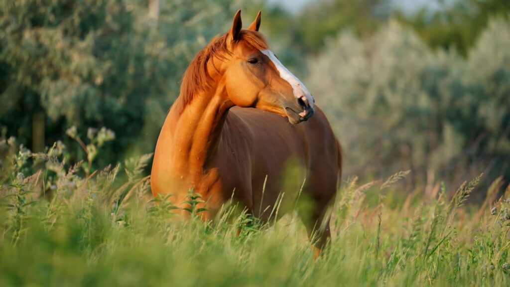 Chestnut horse with blaze standing in overgrown field