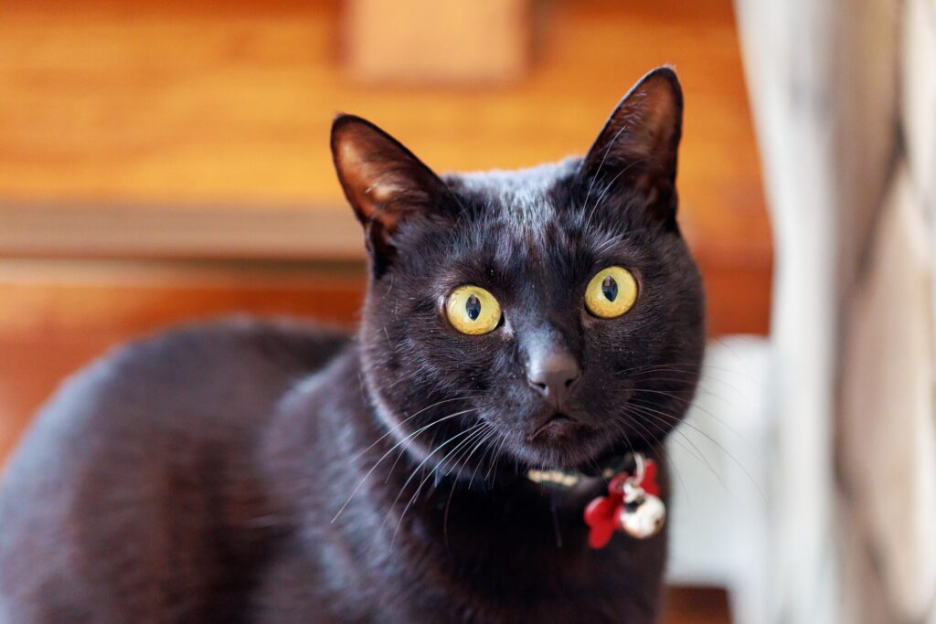 eosinophilic keratitis in cats; a cat with large eyes.