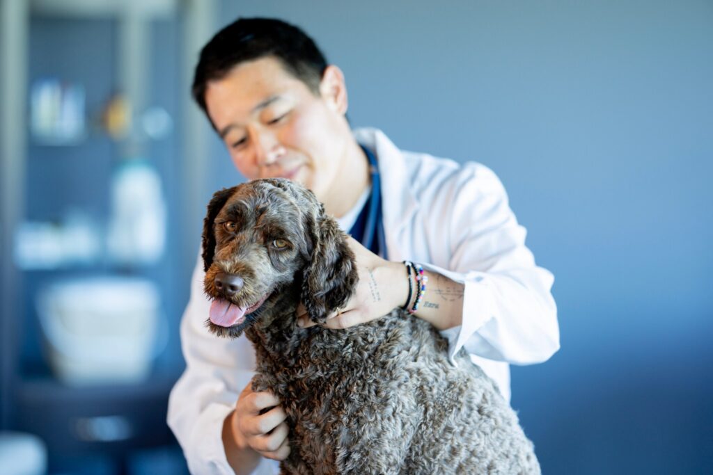 tapeworms in dogs; a dog is examined by his vet.