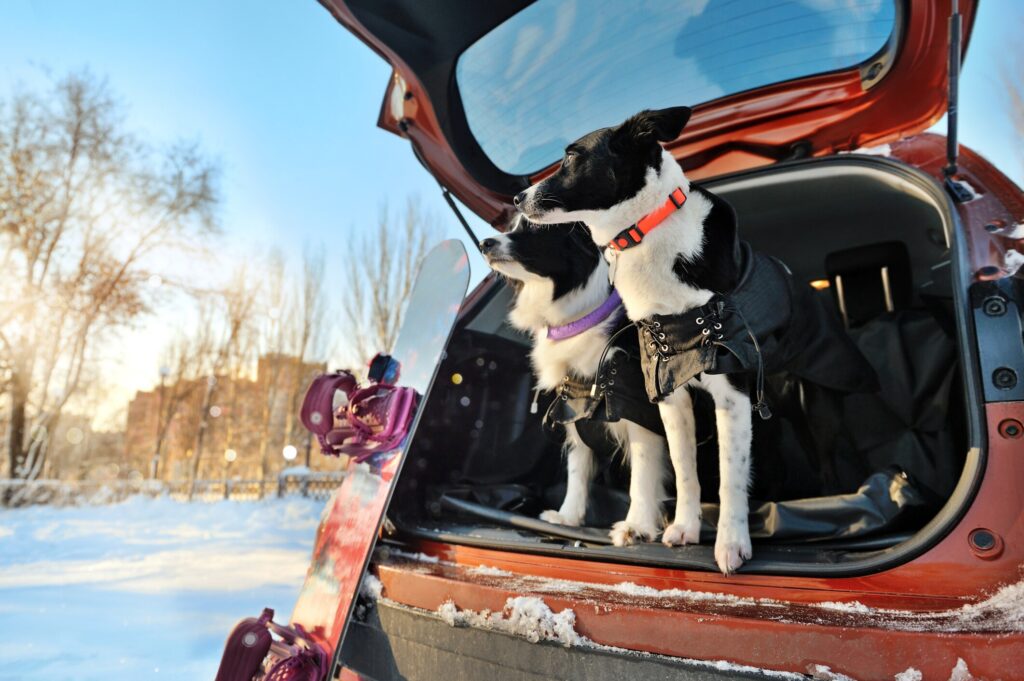 dog motion sickness; two Border Collies sit in a car on a snowy day.