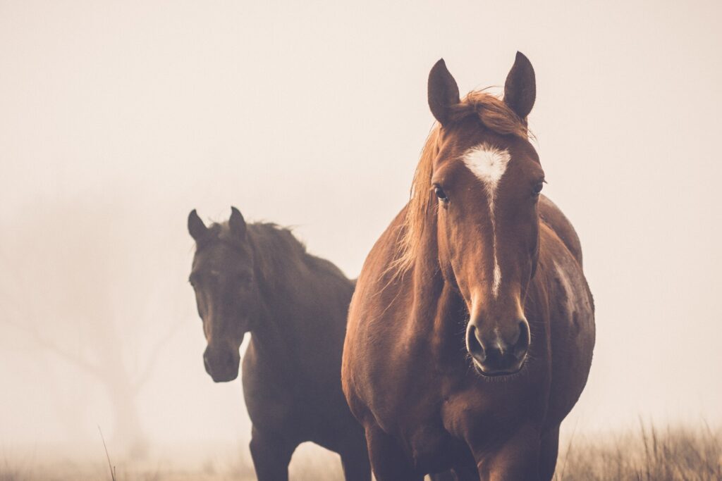 Two horses outside in the mist