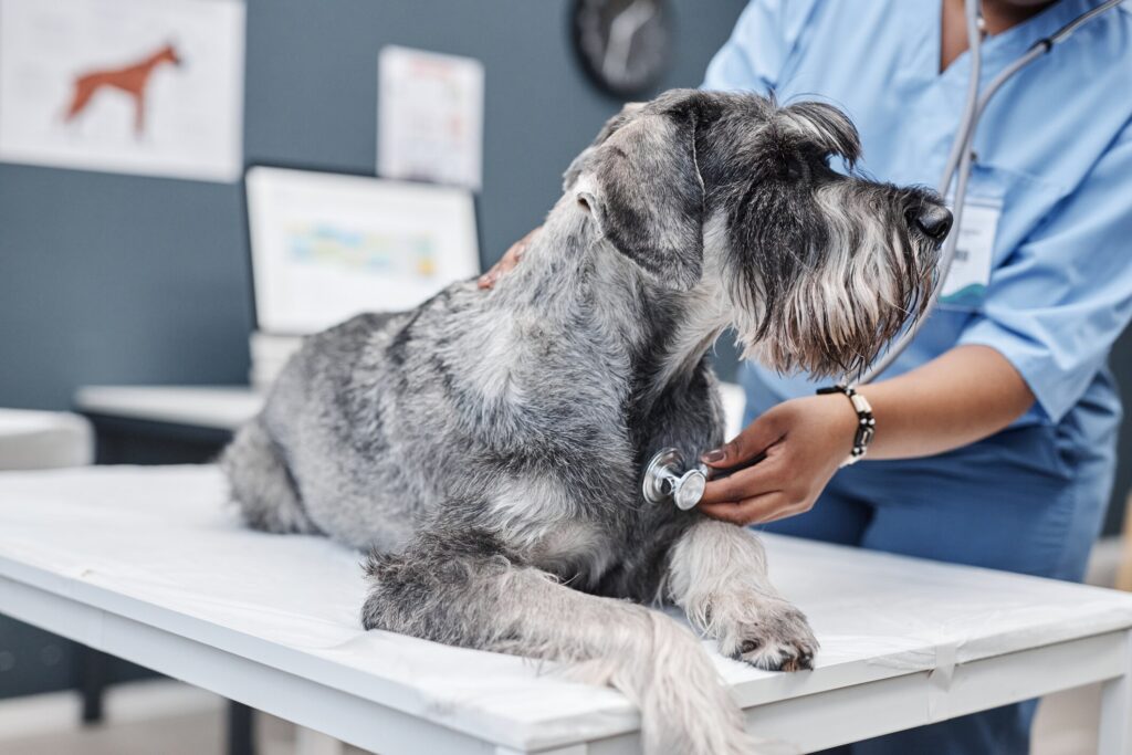 hookworms in dogs; a vet checks a Schnauzer’s heart and lungs.