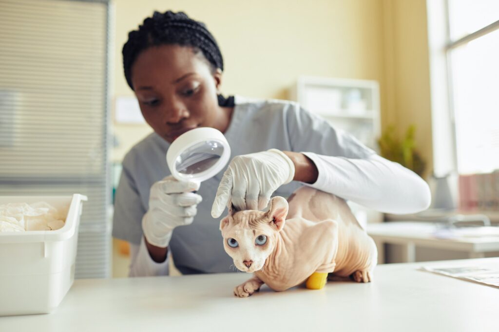 pyometra in cat; a Sphynx cat is examined by their veterinarian.