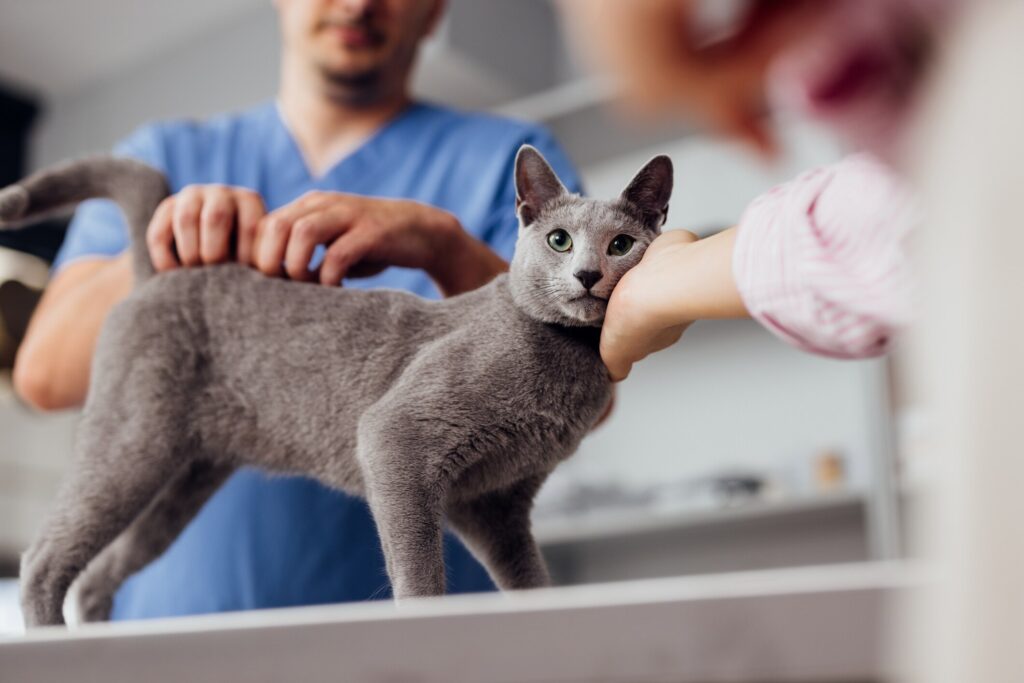 acute liver failure in cats; a cat visits the veterinarian for an exam.