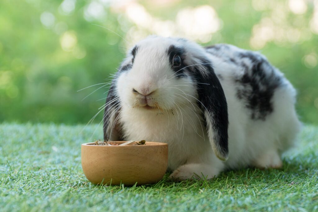 obesity in rabbits; a large Holland Lop rabbit eats his food from his bowl.