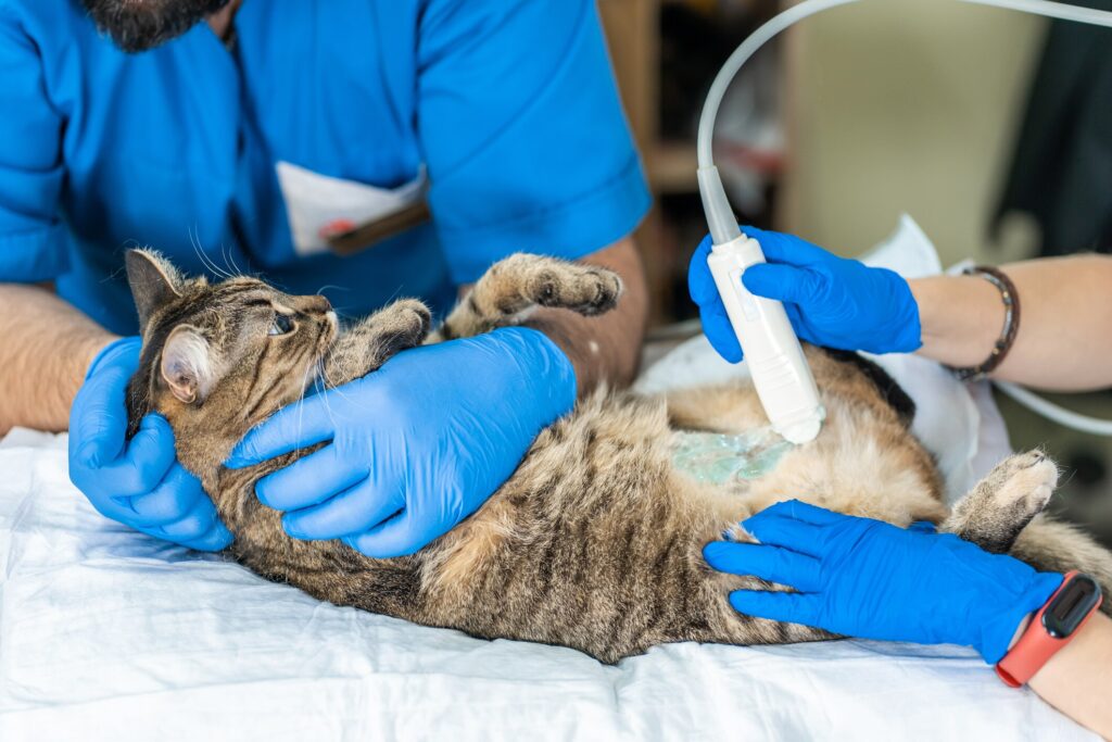 inguinal hernia in cats; a pregnant cat is examined by a vet.