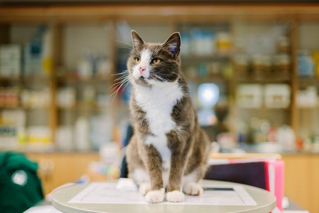 gastroenteritis in cats; a cat sits at the vet to be examined.