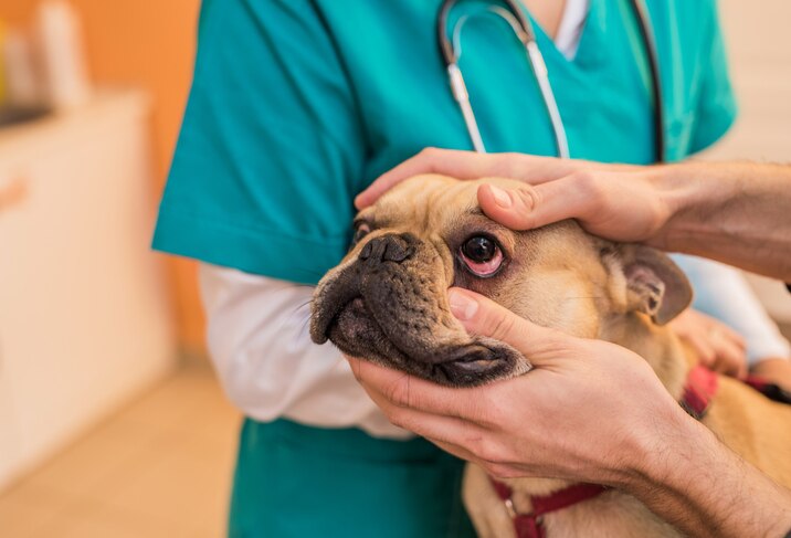 dog eye allergies; a veterinarian checks a dog’s eyes.