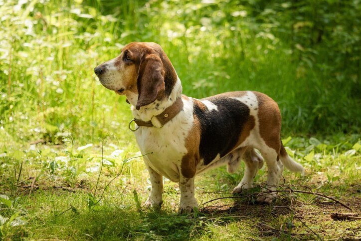 angular limb deformity dog; a Basset Hound stands in a field.