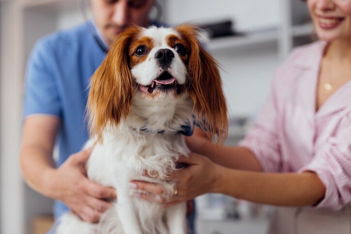 meningitis in dogs; a dog is examined by their veterinarian.