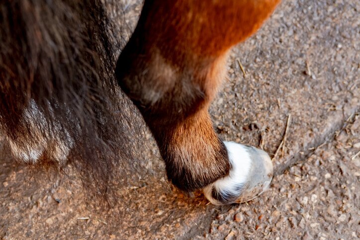 horse hock close up