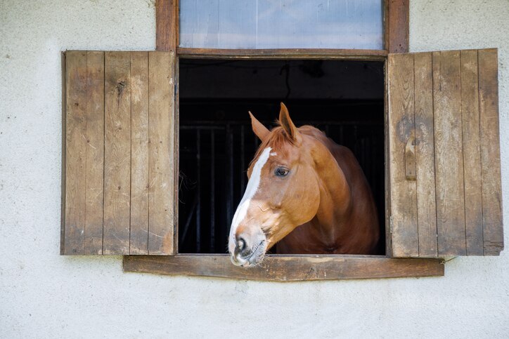 Horse looking out of small window