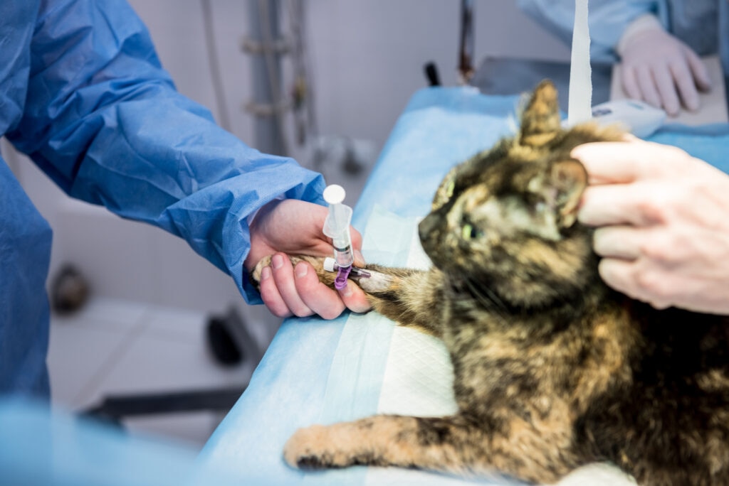 cat neuter surgery; a cat is held by a veterinarian.
