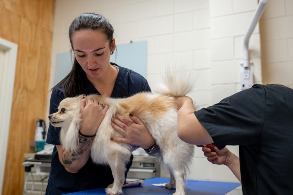a vet tech helps to restrain a dog while a vet examines them during a vet appointment.