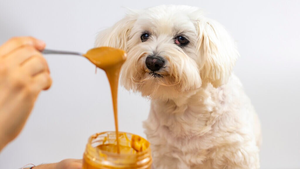 can dogs eat peanut butter: dog staring at peanut butter dripping from spoon