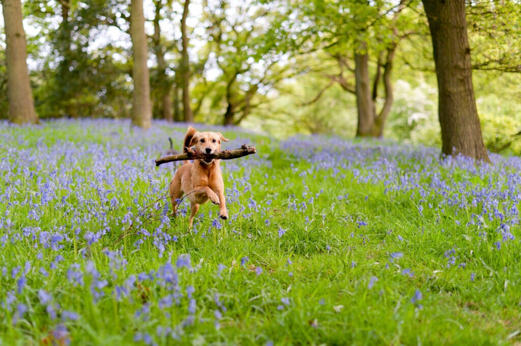 A dog runs through a field.
