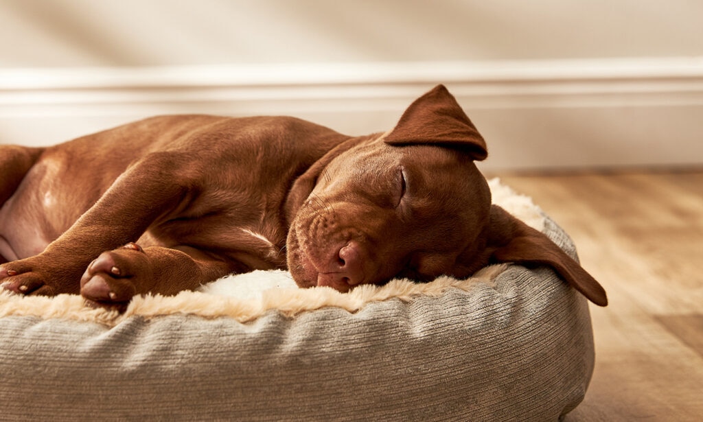 why do dogs sleep so much: puppy sleeping on Frisco dog bed