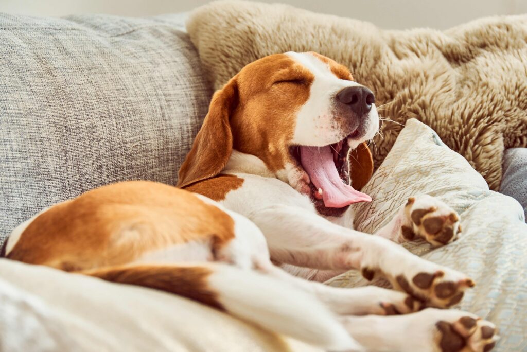 beagle yawning and lying on a couch