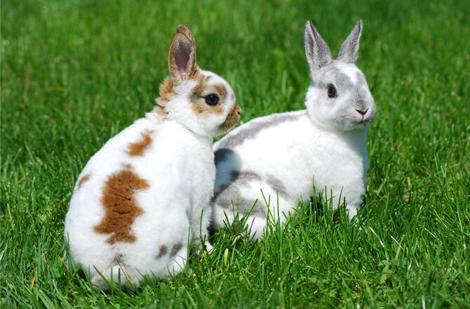 Most Common Domestic Rabbit Breed