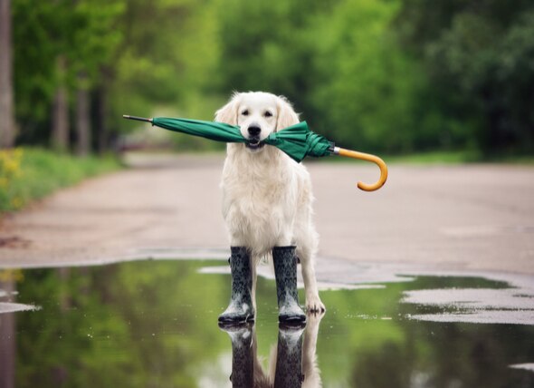 Pet Risks Wallpaper Pet Safety: 5 Environmental Risks That Can Make Your Pet Sick | PetMD