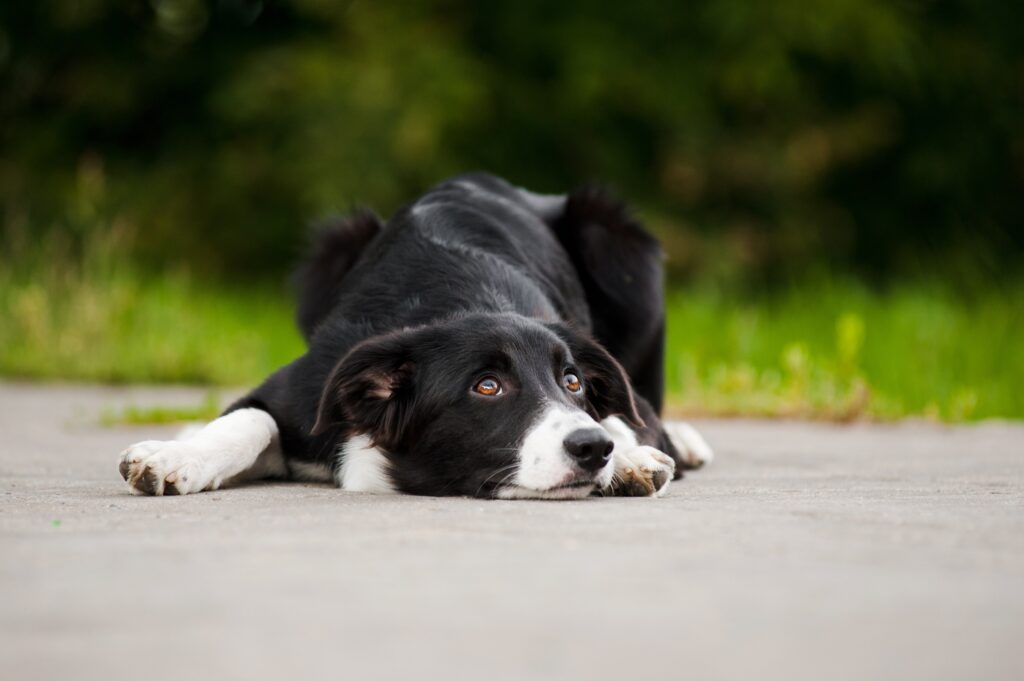 border collie looking up