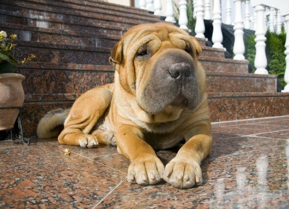 shar-pei fever; a Shar-Pei is examined by their veterinarian.