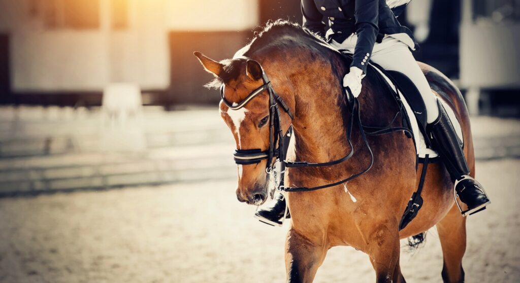 horse competing