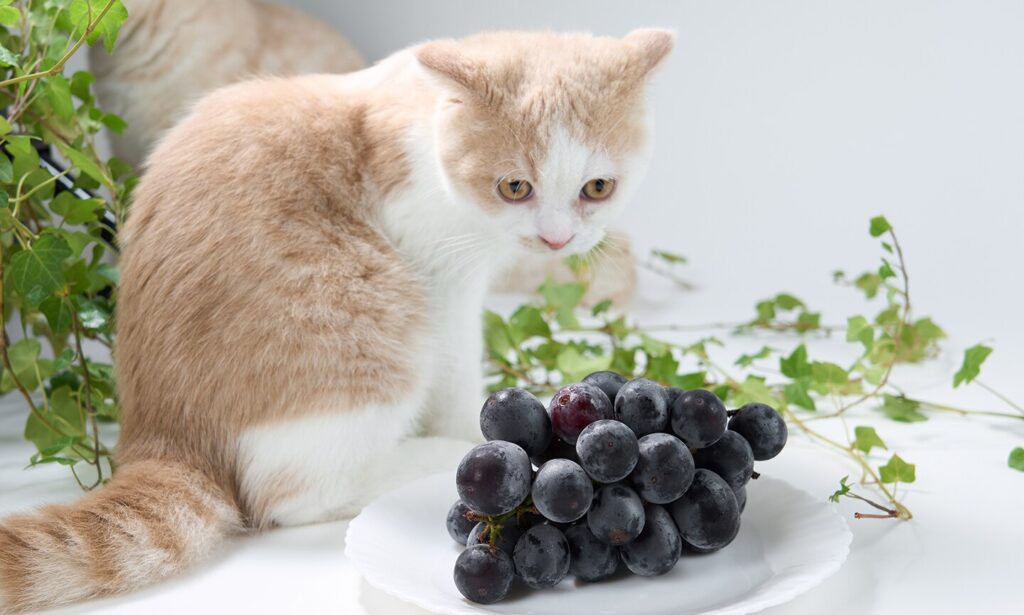 toxic foods for cats: cat staring at grapes on a plate