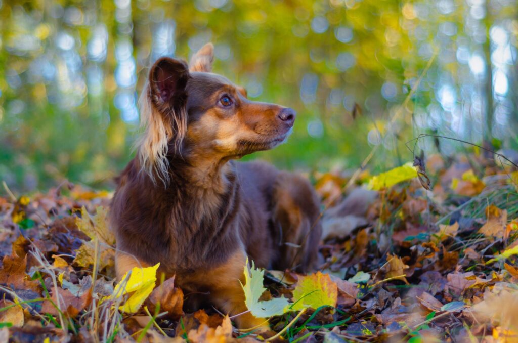 Inguinal Hernia in Dogs; A dog sits in the woods.