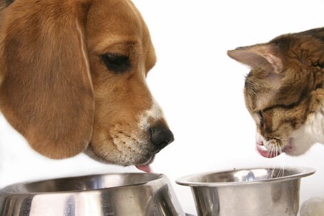 dog food, cat food