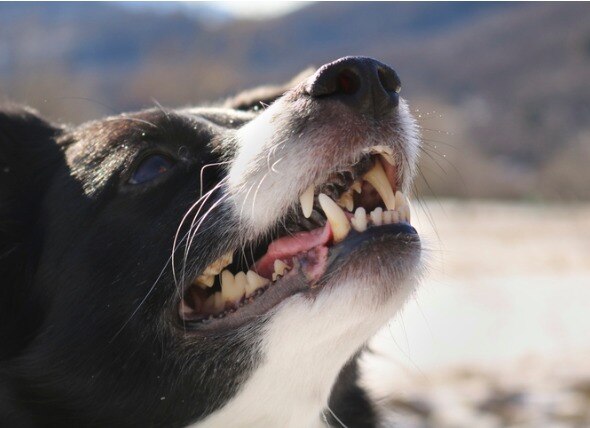 dog showing teeth