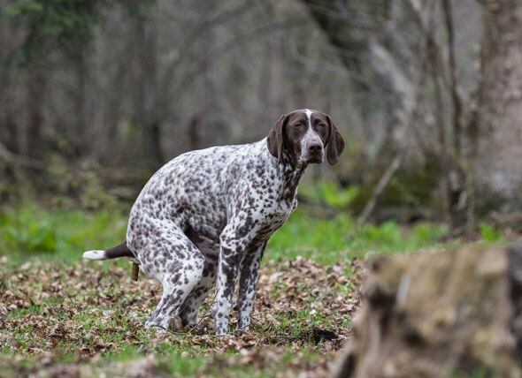 dog pooping