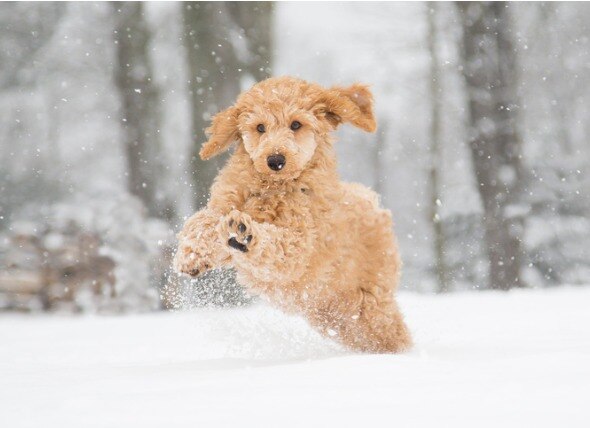 Puppy playing in the snow